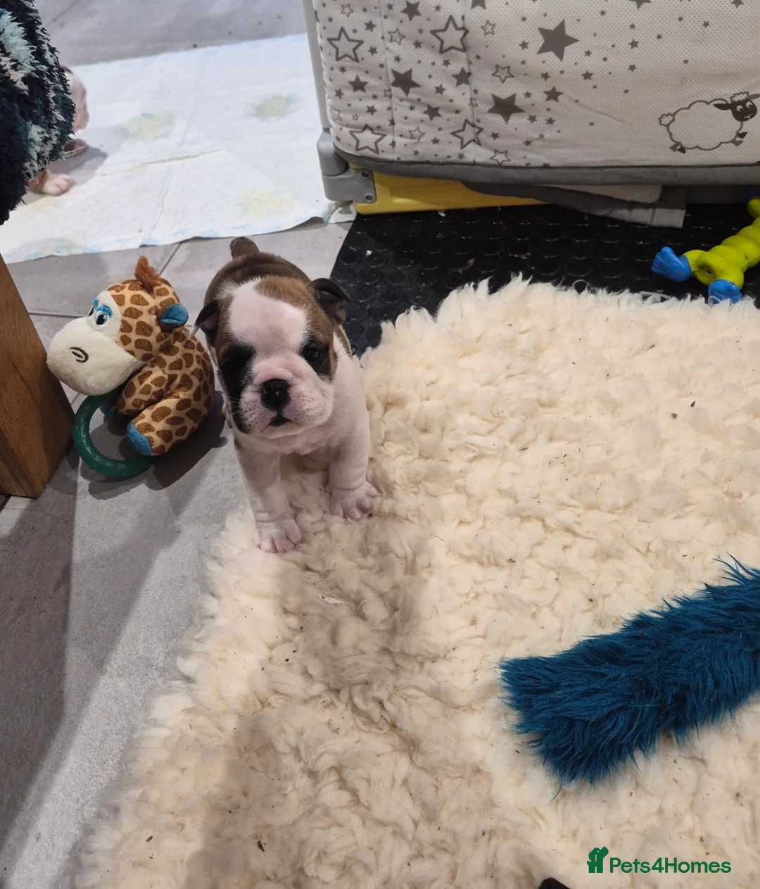 English Bulldog dogs for sale: quality kc standard bulldog babies - Advert 6