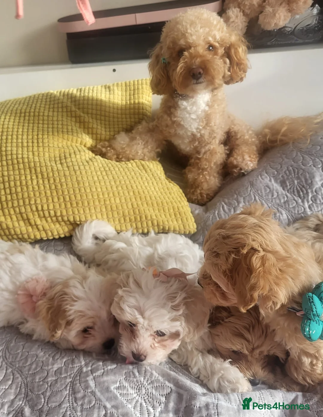 Maltipoo dogs for sale: Female Maltipoo 5mnths Vaccinated Raised with Kids - Advert 2