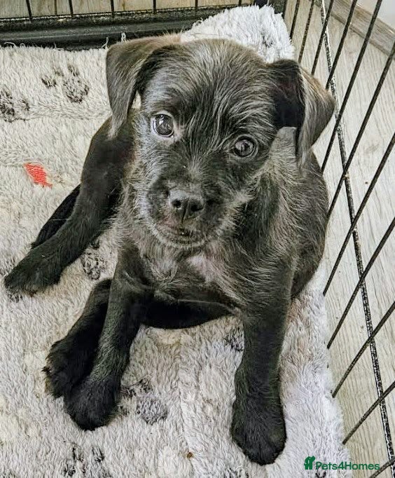 Mixed Breed dogs Ready Now LAST BOY French bulldog x cockapoo - Advert 1