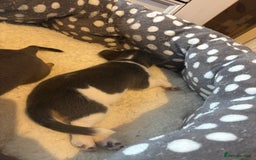 Pomchi dogs for sale: Pomchi x Jackchi puppies  - Image 13