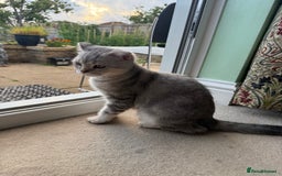Scottish Fold cats for sale: British Shorthair and Scottish Fold - Image 9