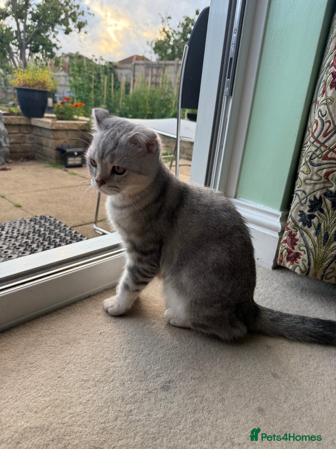 Scottish Fold cats for sale: British Shorthair and Scottish Fold - Image 9