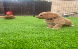 Cockapoo dogs for sale: Cockerpoo Puppies - Image 13