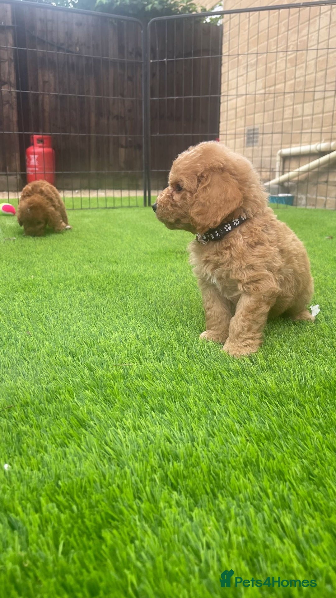 Cockapoo dogs for sale: Cockerpoo Puppies - Image 13