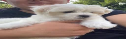 Bichon Frise dogs for sale: 3 boys and 2 girls ready to go after 17/08 - Advert 8