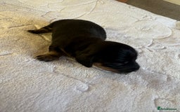 Dachshund dogs for sale: 4 mini dachshund pups - Image 2