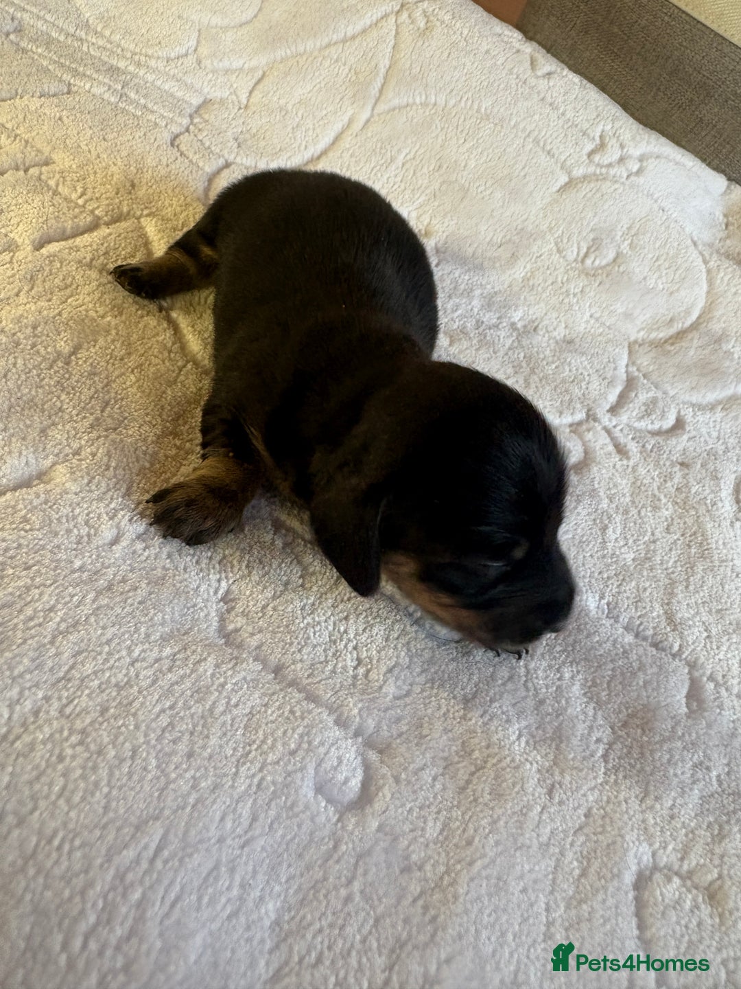 Dachshund dogs for sale: 4 mini dachshund pups - Image 2