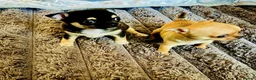 Chihuahua dogs for sale: Chihuahua puppy's for sale - Advert 4