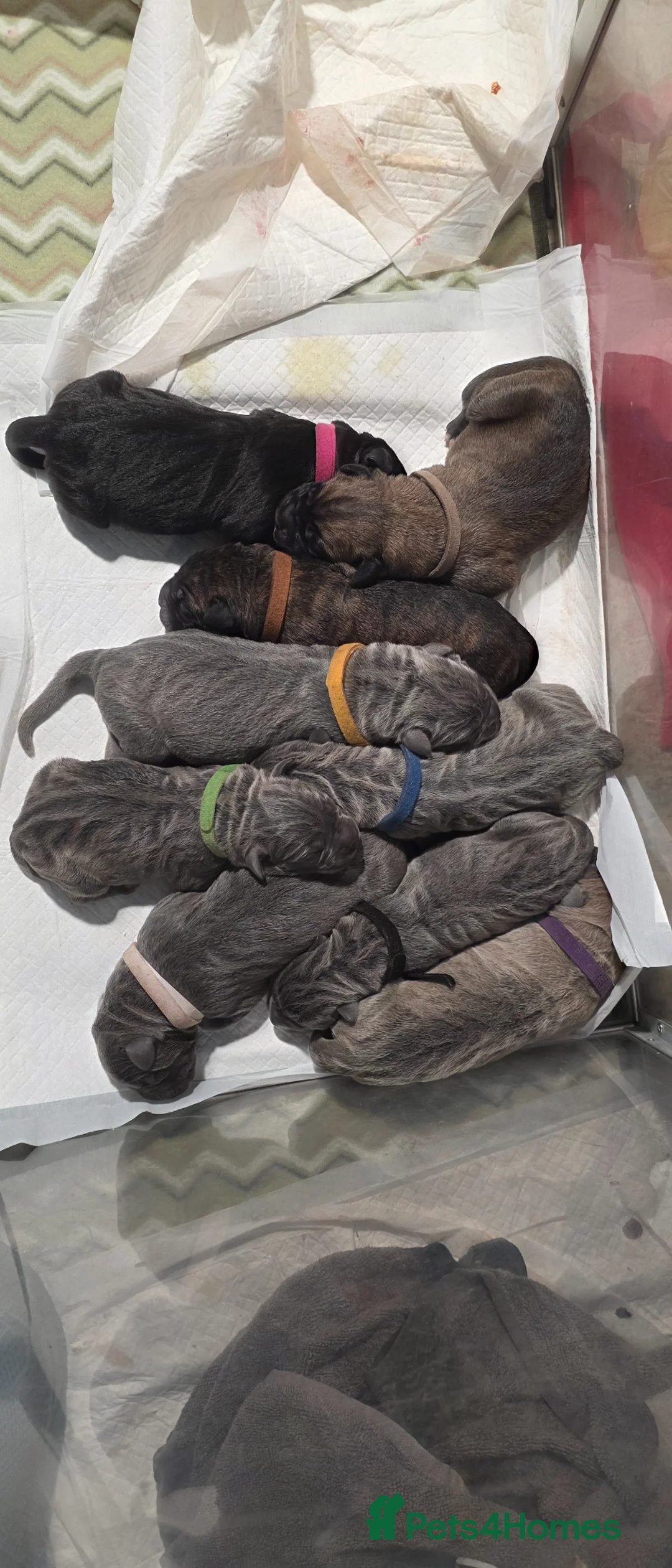 Cane Corso dogs for sale: Cane Corso Puppies in Wolverhampton - Advert 2