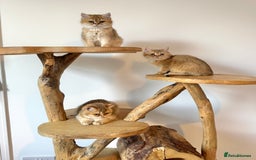 British Shorthair cats for sale: Golden Tipped BSH - last MalaMor Kittens  - Image 7