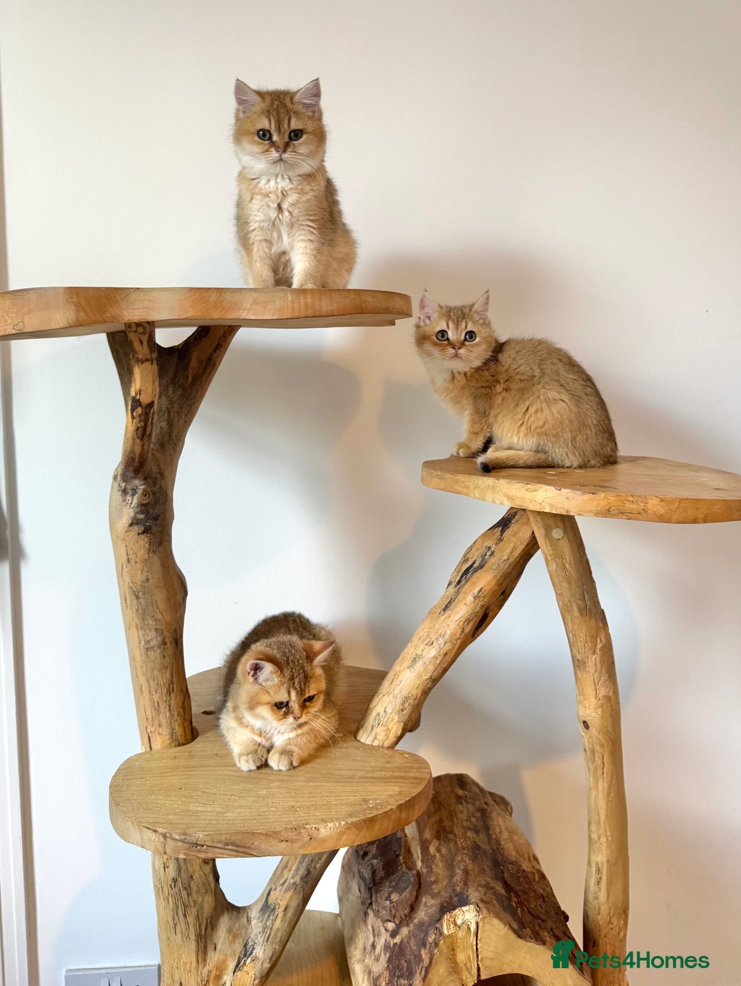 British Shorthair cats for sale: Golden Tipped BSH - last MalaMor Kittens  - Image 7