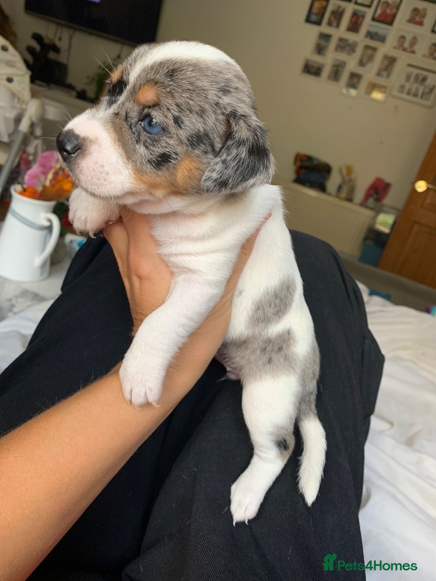 Jack Russell dogs Jack Russel blue merle - Advert 2
