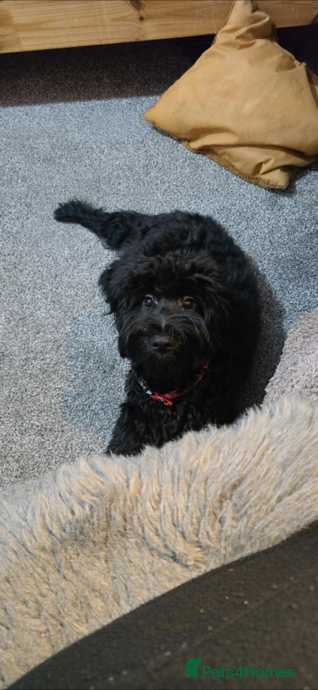 Cockapoo dogs for sale: Molly F1 cockapoo 💝 - Advert 6