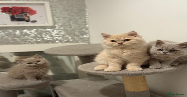 British Shorthair cats - Advert 2