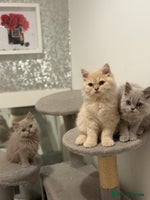 British Shorthair cats - Advert 2