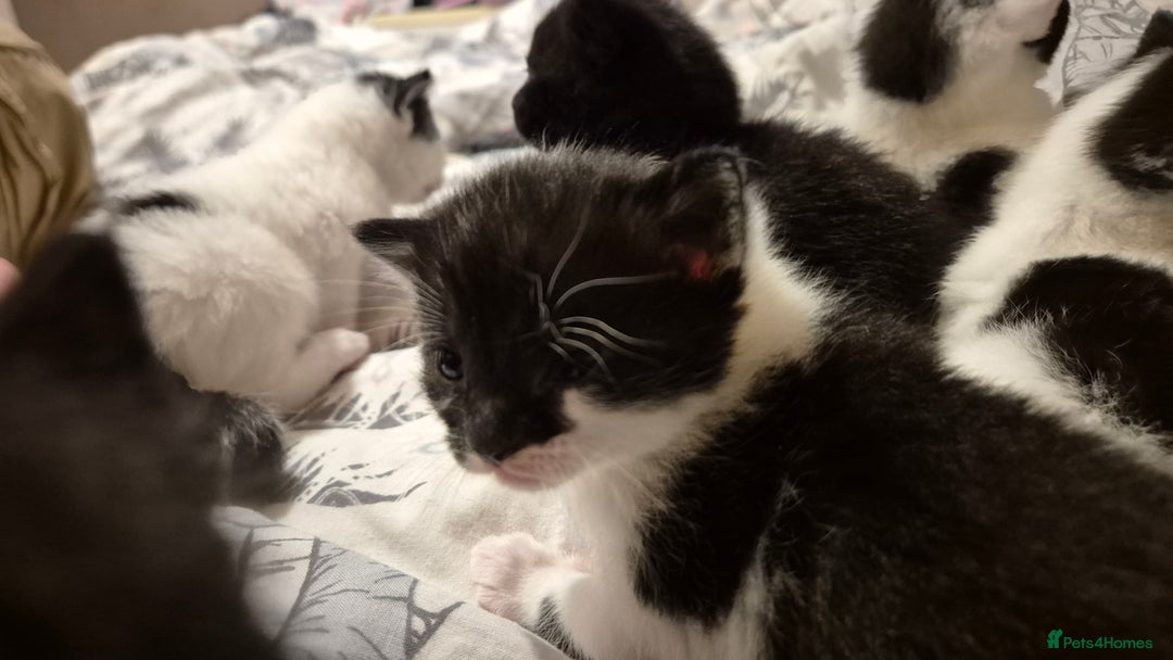 Domestic Shorthair cats for sale: 2 black and white kittens, 1 all black Female - Advert 15