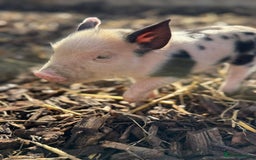 Pig livestock for sale: Stunning Mini Pigs - Image 18