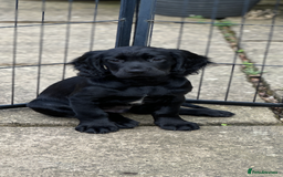 Cocker Spaniel dogs for sale: Upcoming Litter: KC Working Cocker Puppies - Image 12