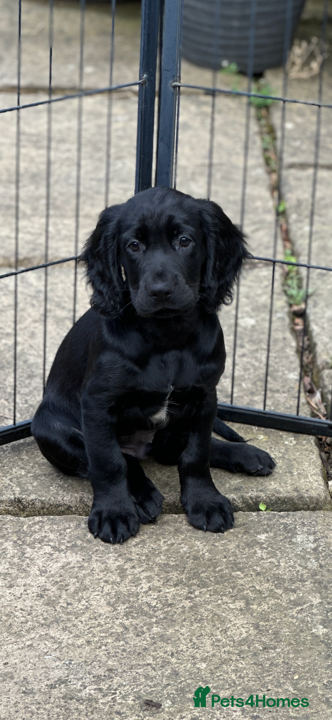 Cocker Spaniel dogs for sale: Upcoming Litter: KC Working Cocker Puppies - Image 12