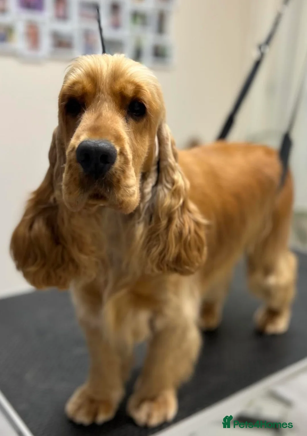 Cocker Spaniel dogs for stud: Gorgeous proven show cocker for stud - Advert 2