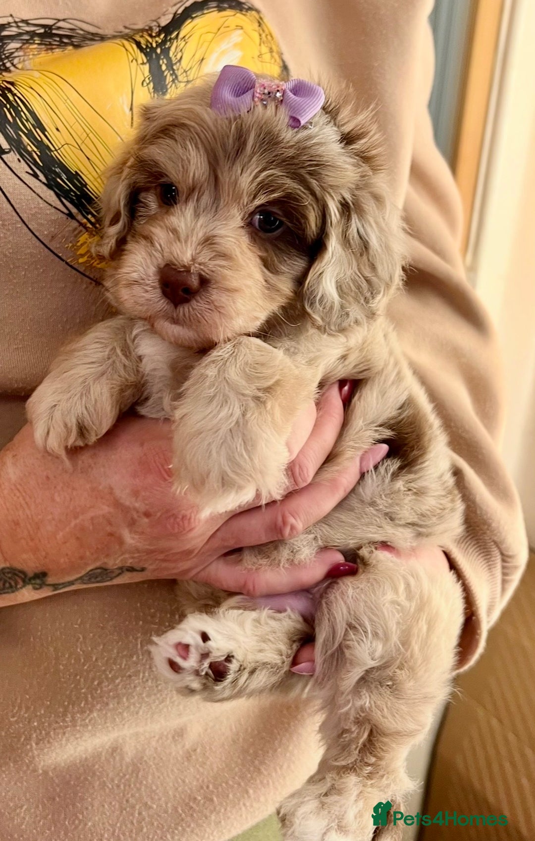 Cavapoo dogs for sale: TOY Fluffy Cavapoo’s From Health Tested Parents - Image 32