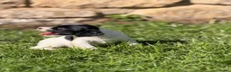 English Springer Spaniel dogs for sale: B/W PLAYFUL LITTER SPRINGER SPANIELS,HEALTH TESTED - Advert 9