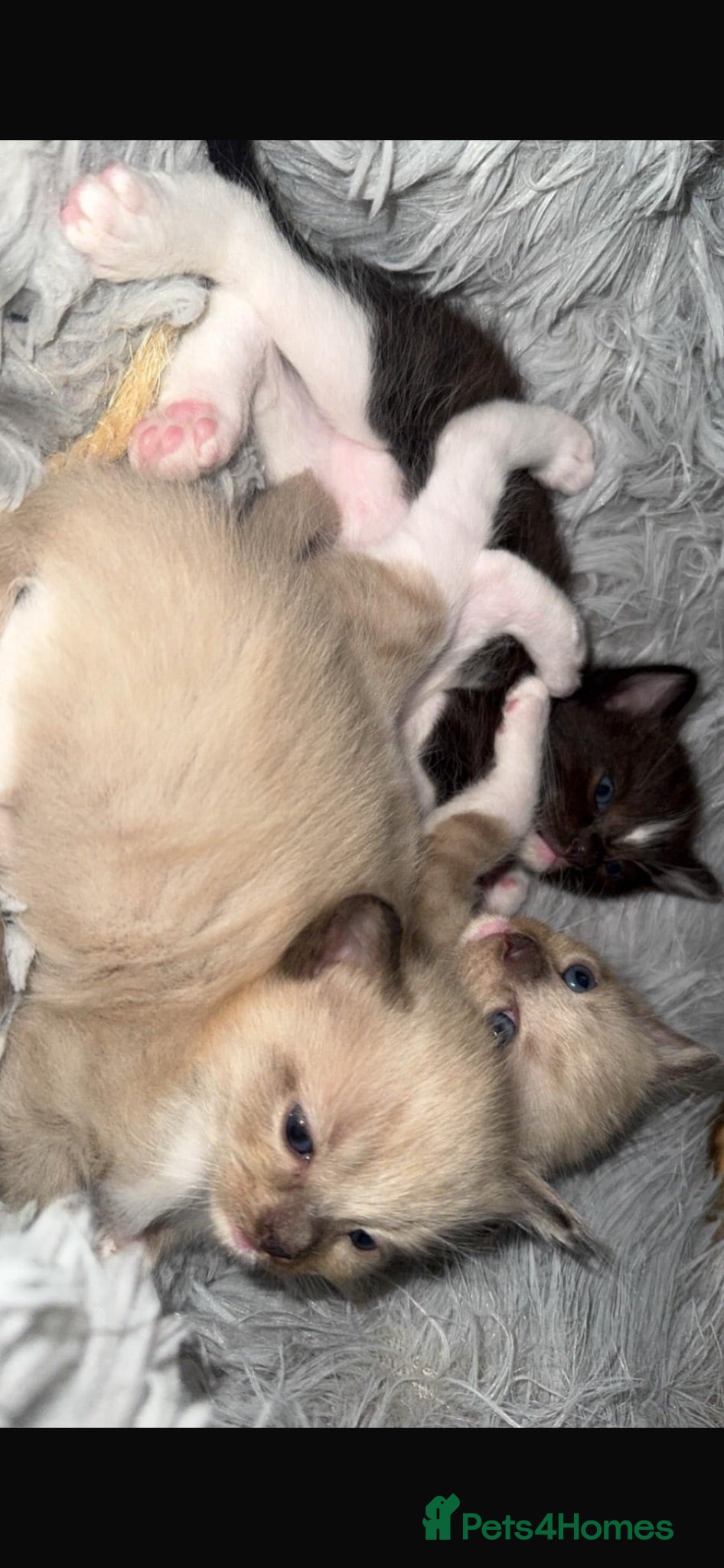 Mixed Breed cats Ragdoll X Bengal kittens - Advert 2