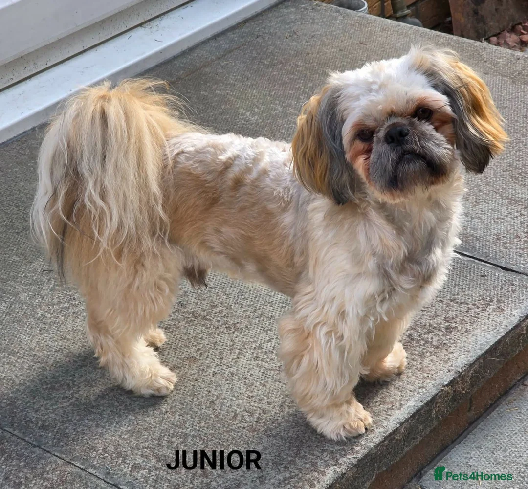 Zuchon dogs for sale: Gorgeous Shichon Puppies. Bichon Frise x Shih Tzu - Advert 16