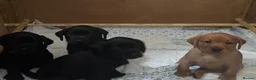 Labrador Retriever dogs for sale: Labrador puppies  in Welwyn Garden City - Advert 4