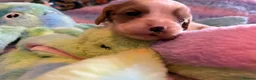 Cockalier dogs for sale: Beautiful, health tested cockalier puppies.  - Advert 37