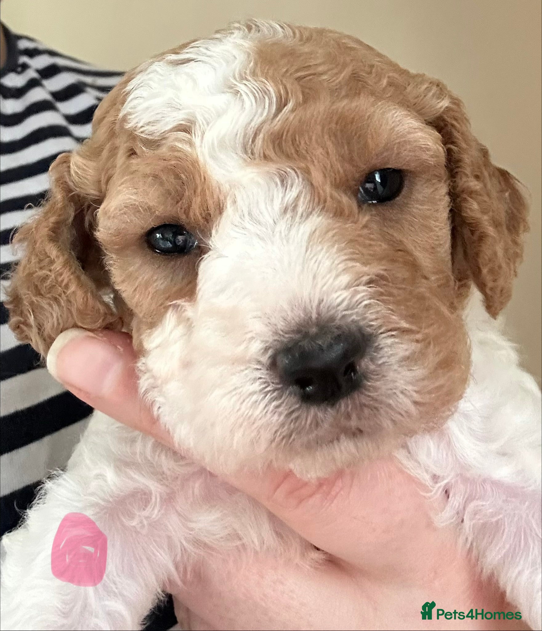 Cavapoochon dogs Beautiful Spring Cavapoochon Cockapoo Puppies  - Advert 2