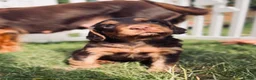 Cocker Spaniel dogs for sale: Fully Health Tested Working Cocker Spaniel Pup in Hailsham - Advert 6