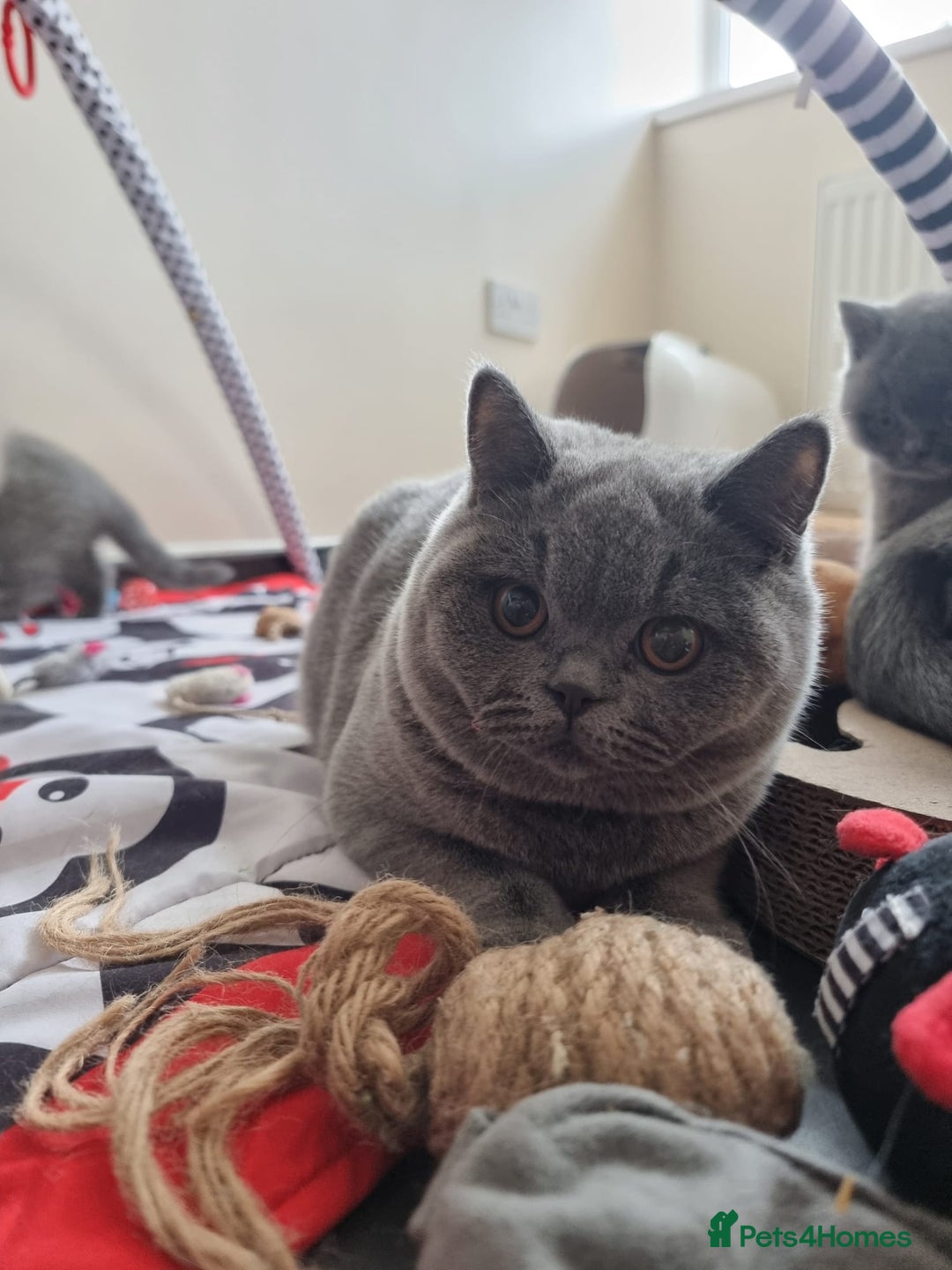 British Shorthair cats for sale:  To Go Now 3 Female Ready GCCF Healthy Pedigree - Advert 1