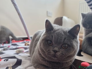 British Shorthair cats To Go Now 3 Female Ready GCCF Healthy Pedigree - Advert 2