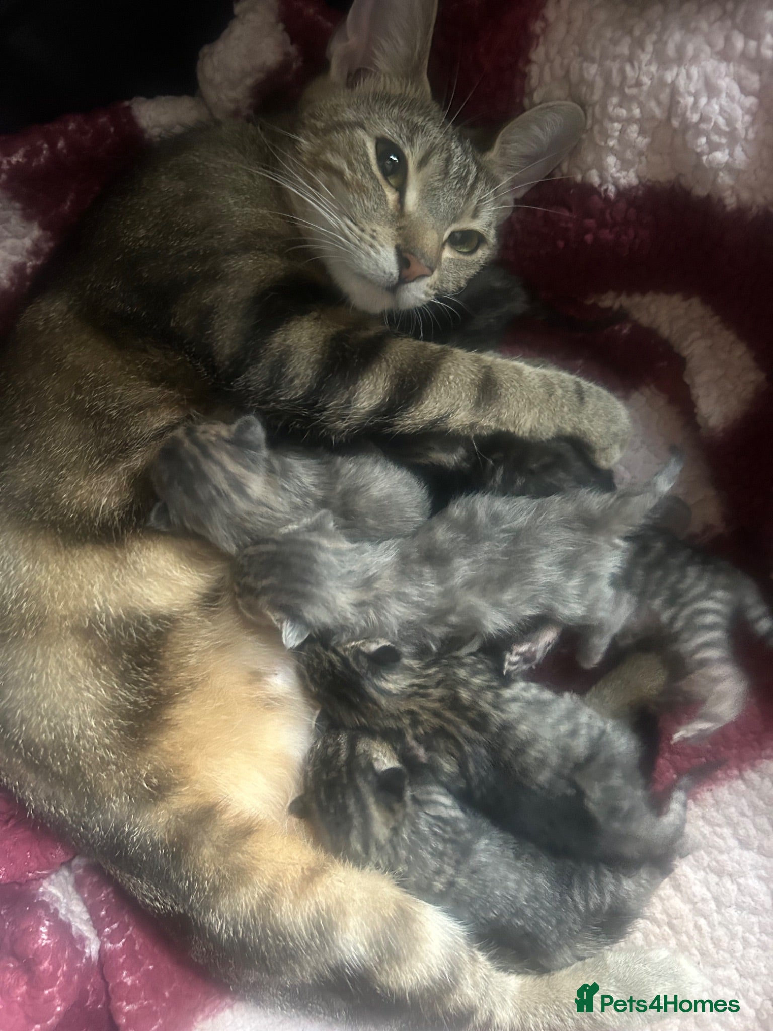 Mixed Breed cats Tabby/bengal x pure Canadian spynyhx  - Advert 1