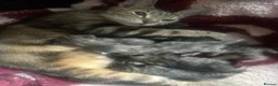 Mixed Breed cats for sale: Tabby/bengal x pure Canadian spynyhx  - Advert 1