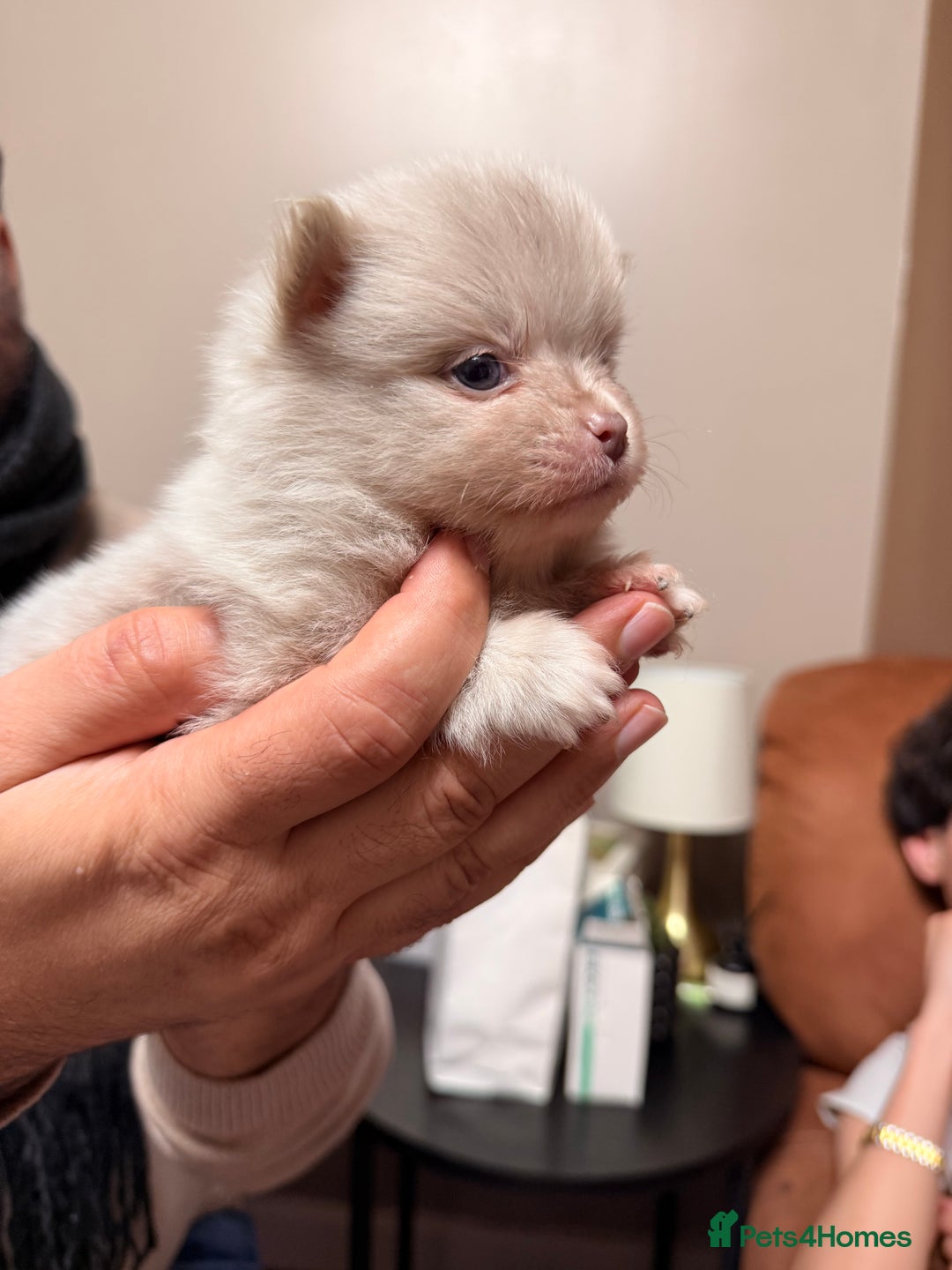 Pomeranian dogs for sale: 🧸 Dream Teddy Bear( Price reduced) - Advert 19