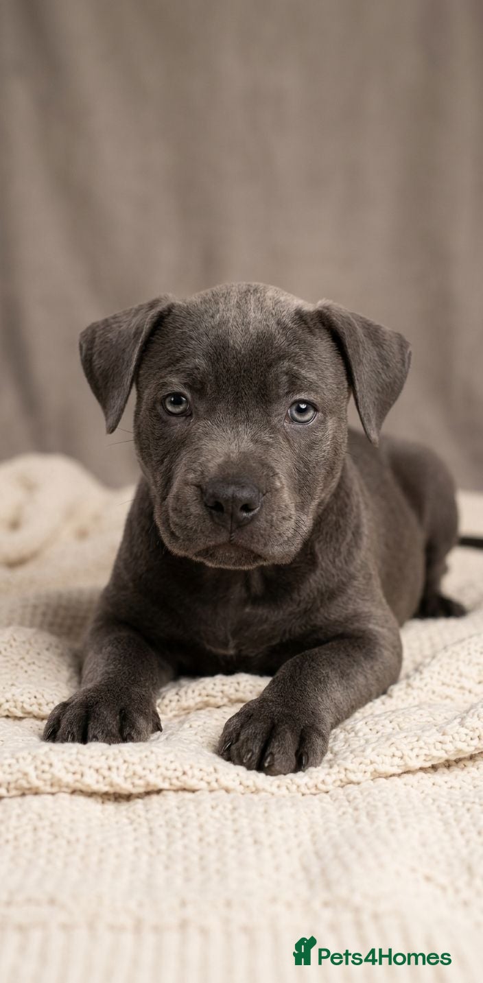Staffordshire Bull Terrier dogs Not KC Reg Blue Staffordshire Bull Terrier Puppies - Advert 4