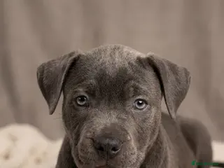 Staffordshire Bull Terrier dogs Not KC Reg Blue Staffordshire Bull Terrier Puppies - Advert 1