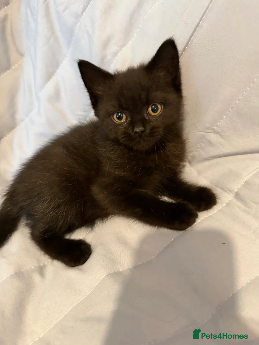 British Shorthair cats for sale: Pedigree BSH British cat kittens  - Advert 14