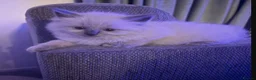 Ragdoll cats for sale:  ✨✨Stunning Purebred Kittens Available Now✨✨ in Cheltenham - Advert 5
