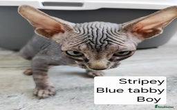 Sphynx cats for sale: REDUCED Ready now qualityTica Canadian kittens - Image 15