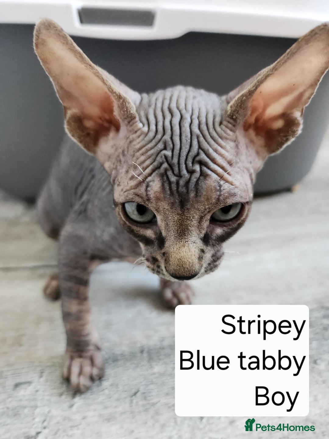 Sphynx cats for sale: REDUCED Ready now qualityTica Canadian kittens - Image 15