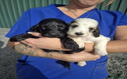 Cockapoo dogs for sale: Cockapoo Puppies  - Image 6