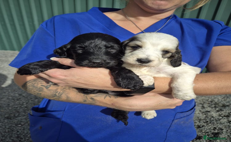 Cockapoo dogs - Advert 10