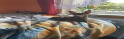 Miniature Pinscher dogs for sale: 🐾 Adorable Miniature Pinscher Puppies . - Advert 17