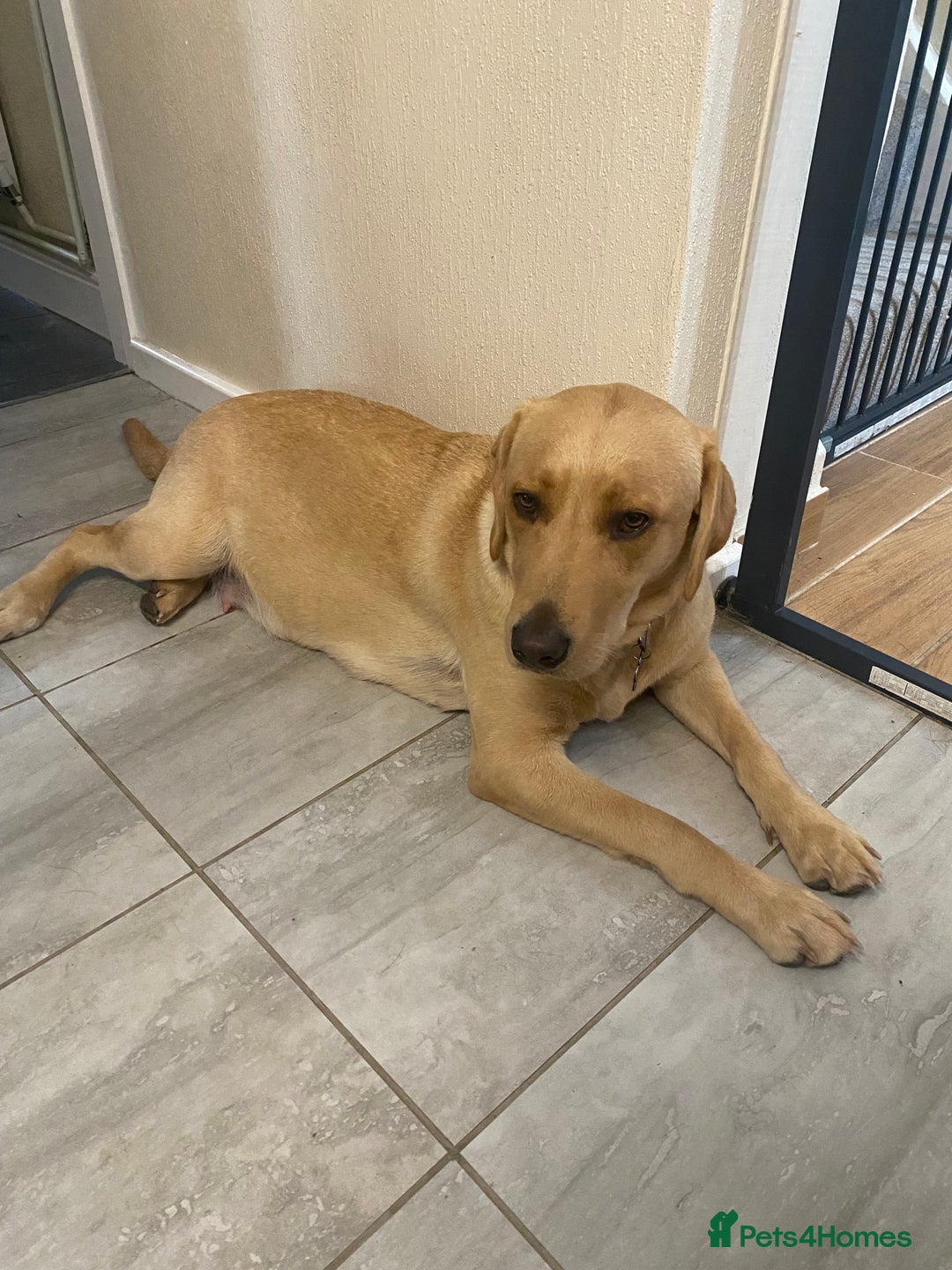 Labrador Retriever dogs for sale: Chuncky Labrador puppies - Advert 2