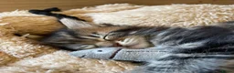 Maine Coon cats for sale: Tufty ears and big paws  - Advert 2