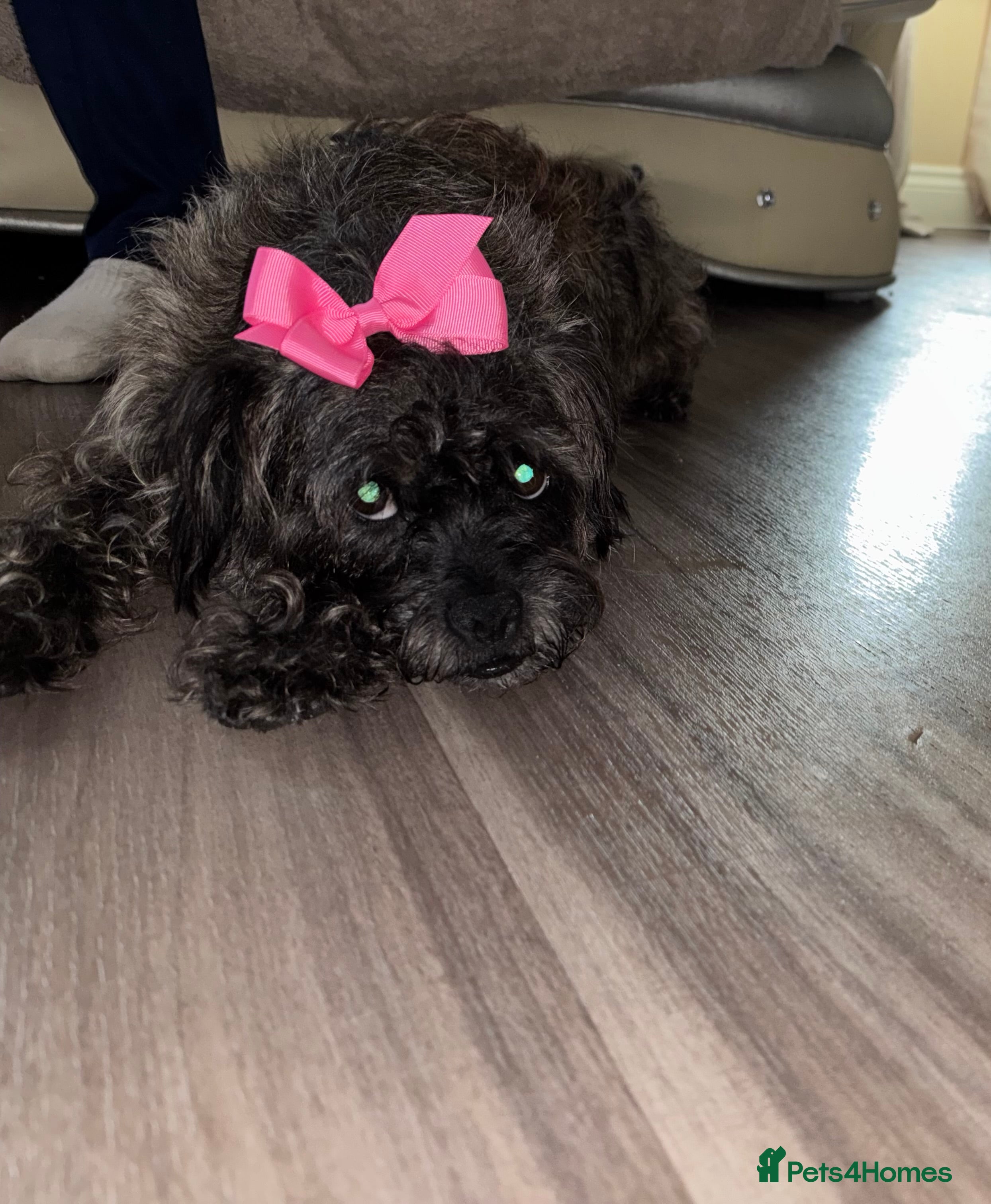 Jug dogs Jug girl  - Advert 1