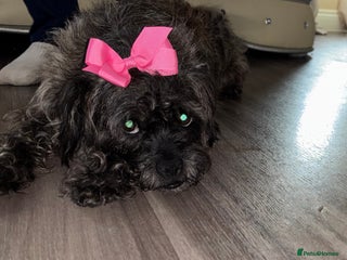 Jug dogs Jug girl - Advert 1